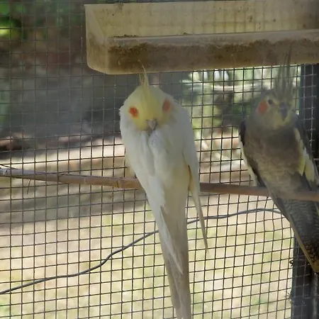 Borgo Largo 51 לינה וארוחת בוקר 3*